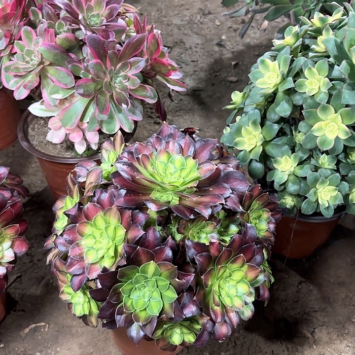 多肉植物法师韶华21