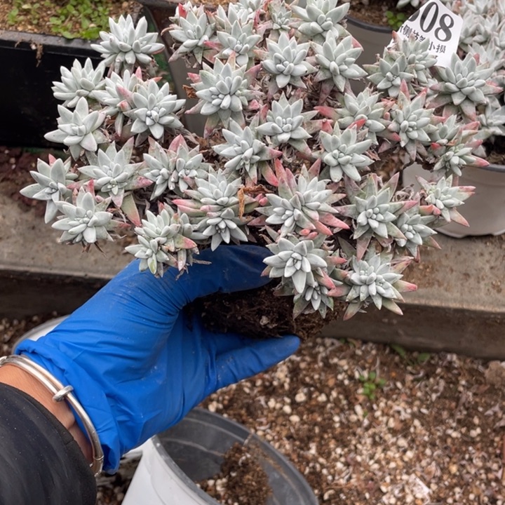 608号白菊多肉有干疤
