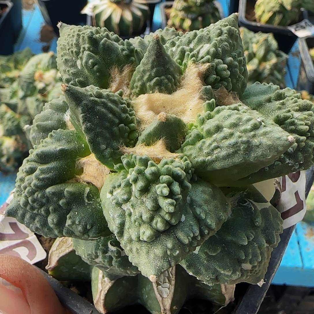 哥怒621仙人球开花