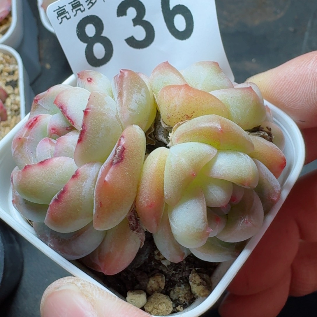 梦境         多肉植物