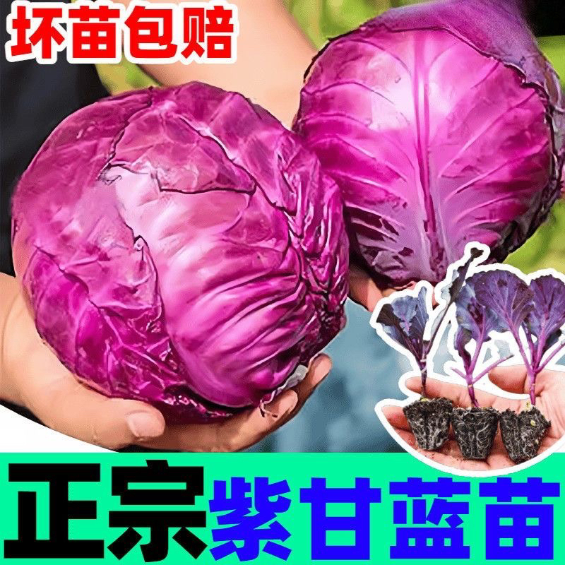 紫甘蓝苗秧紫包菜苗种子卷心春秋盆栽高产花菜蔬菜苗各种菜苗秧苗