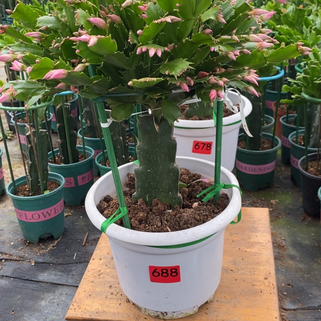 瑞***品完全开放688嫁接068