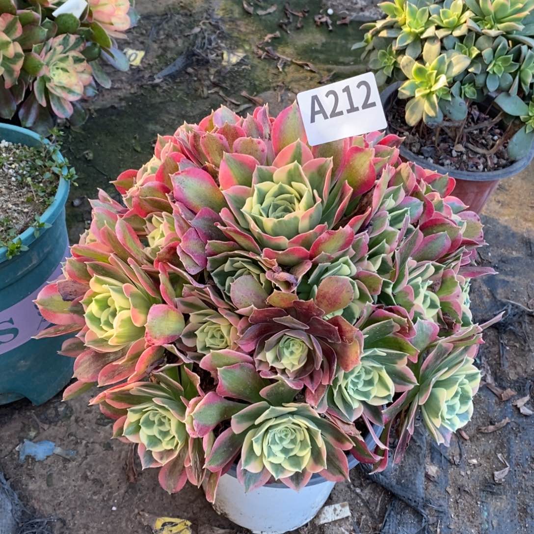 白凤多肉法师212