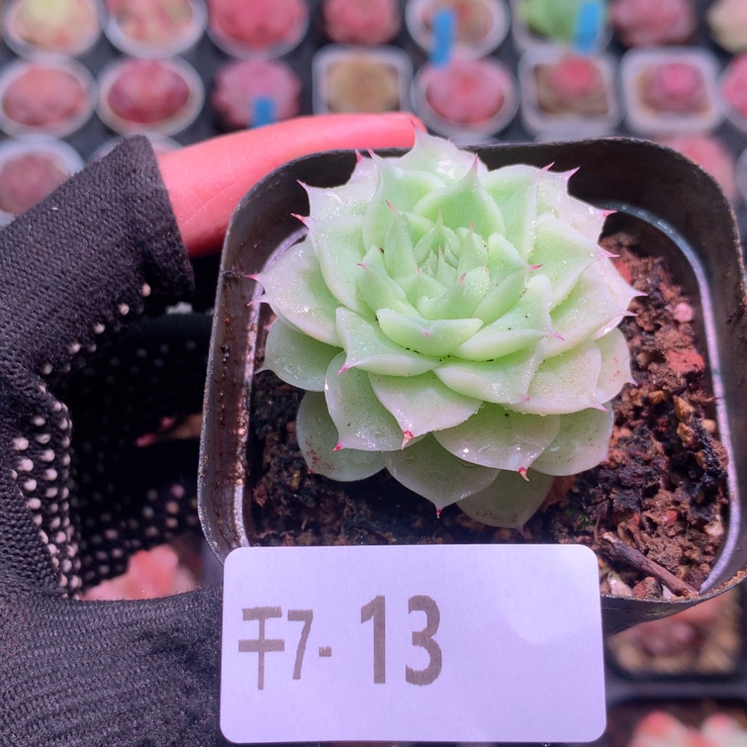 千7-13海王默认脱土