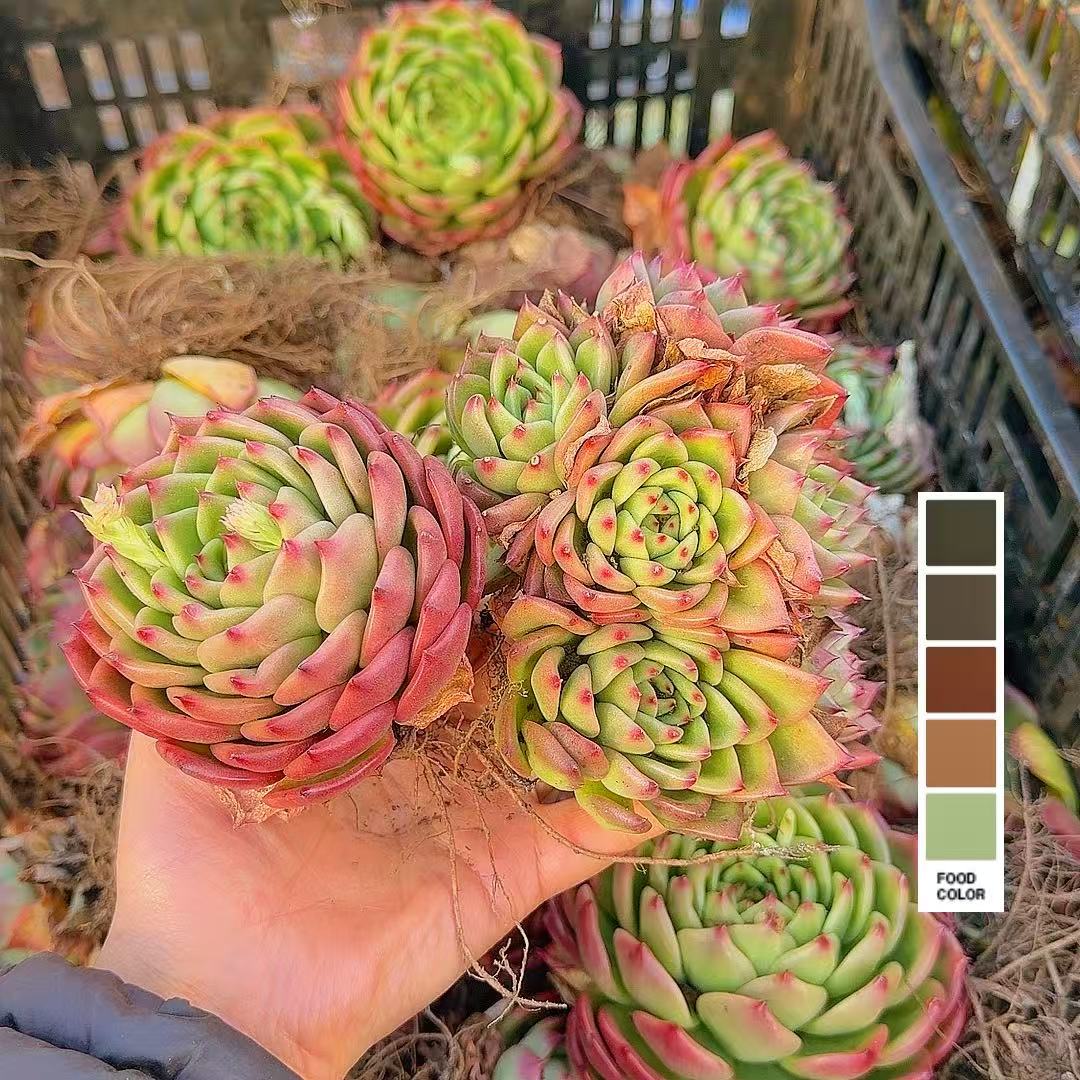 蓝月亮 单头起  脱土 多肉植物【满15包邮】 稀有 新手好养 贵货