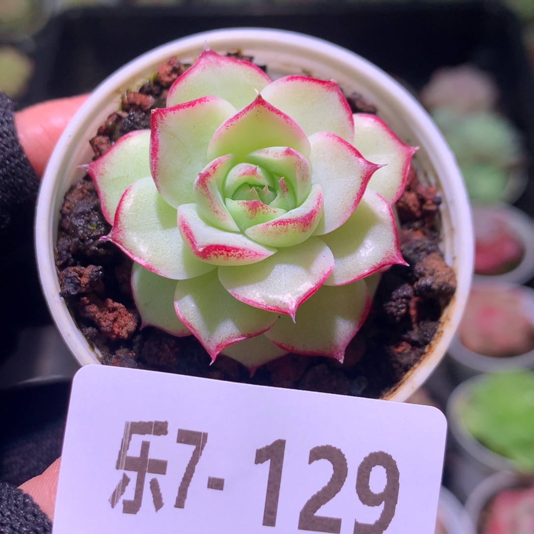 乐然 7-129 麦秆单头 