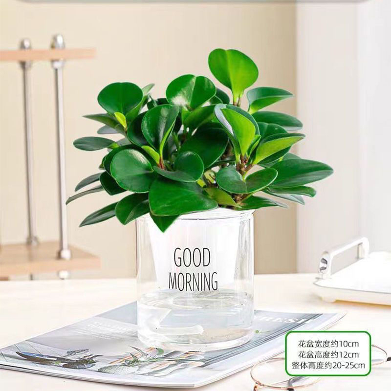 碧玉花绿植小盆栽室内桌面装饰四季好养耐阴植物