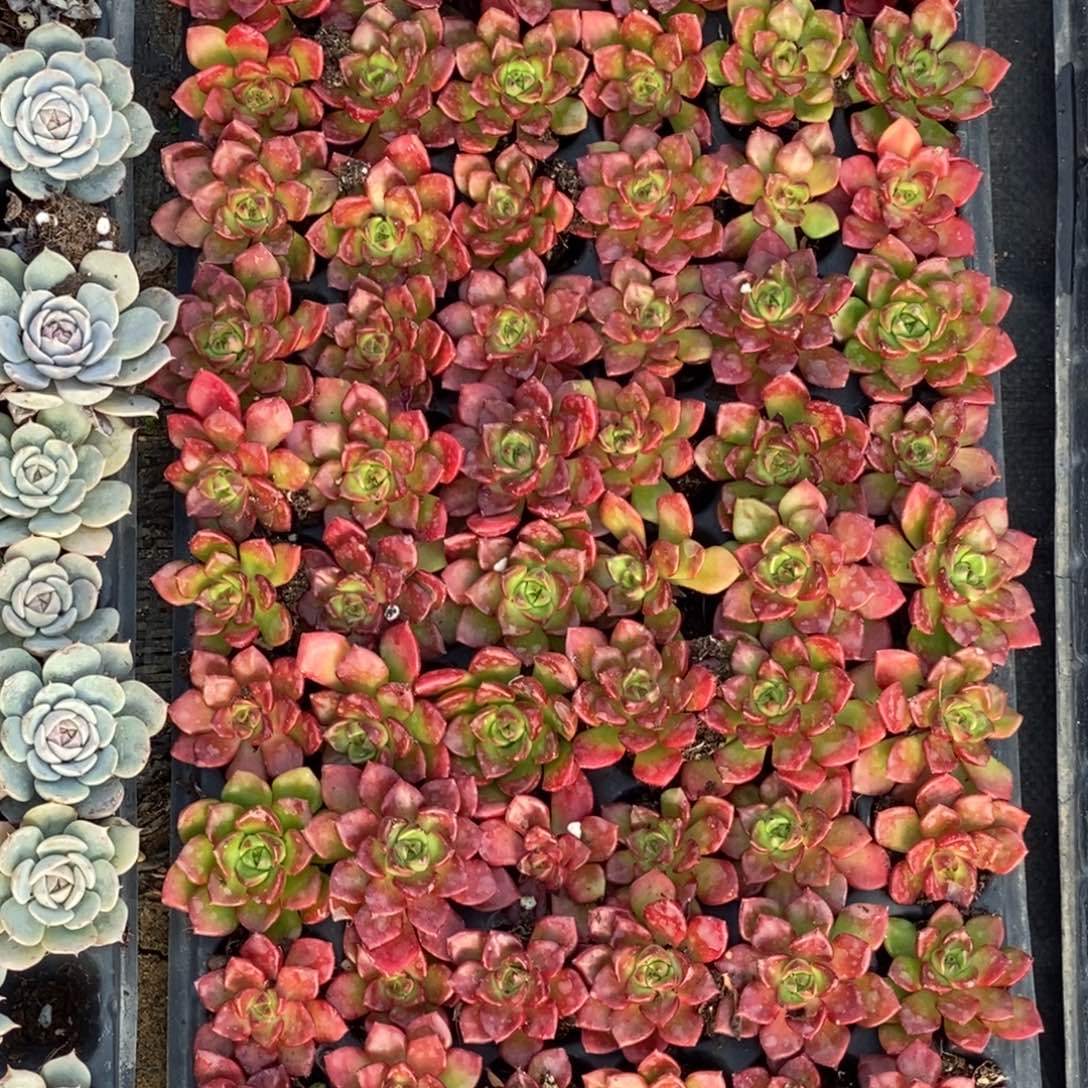 蒂亚满十元包邮 请凑，足十元