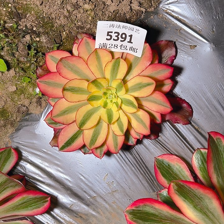 5391魅影多肉植物