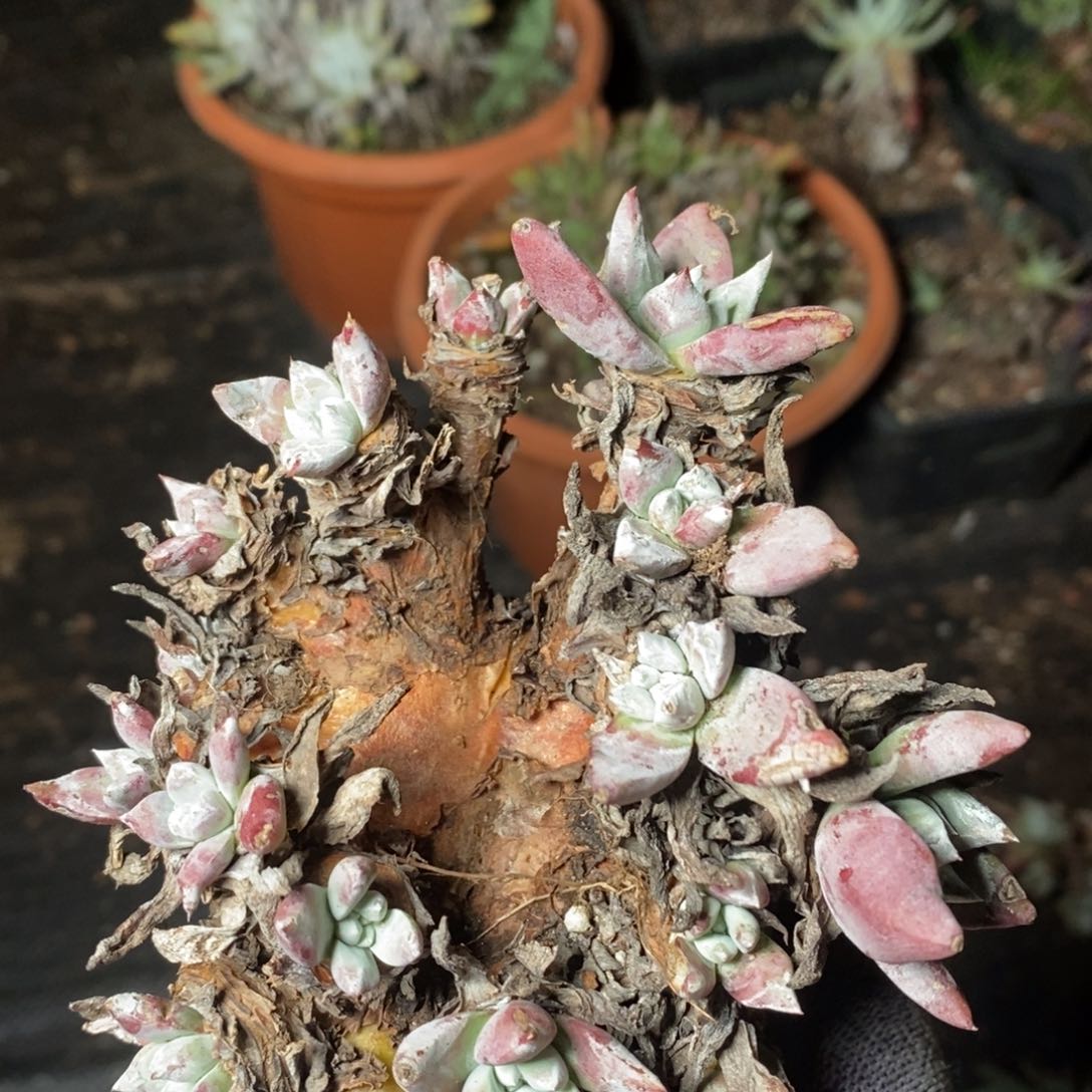 2185泡西杂瑕疵哈哈哈哈哈哈哈个哈哈哈哈