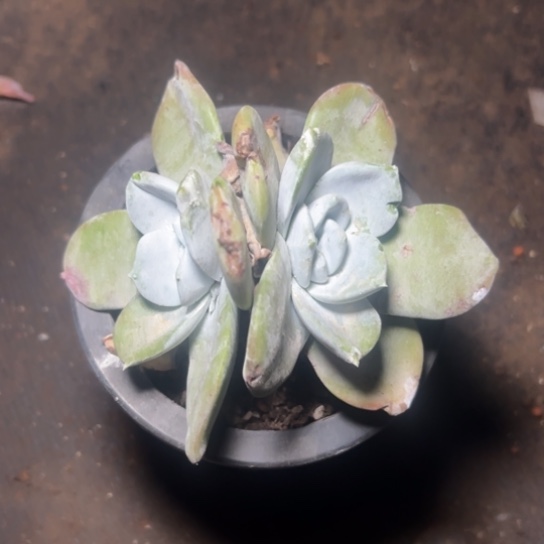 不**?小浦西双头～一物一拍7666