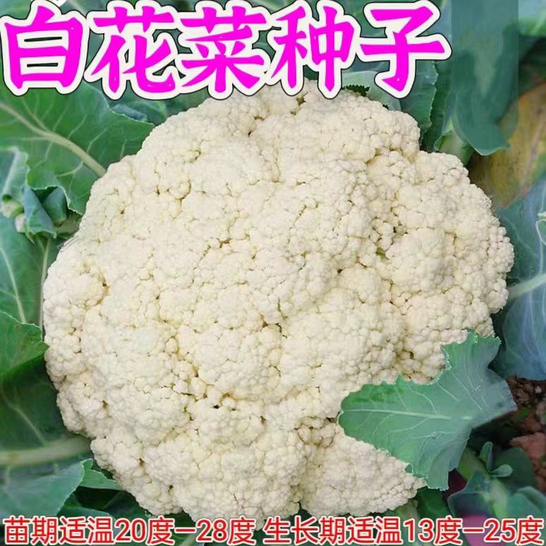 《全店满5包 包邮》白花菜种子花椰菜