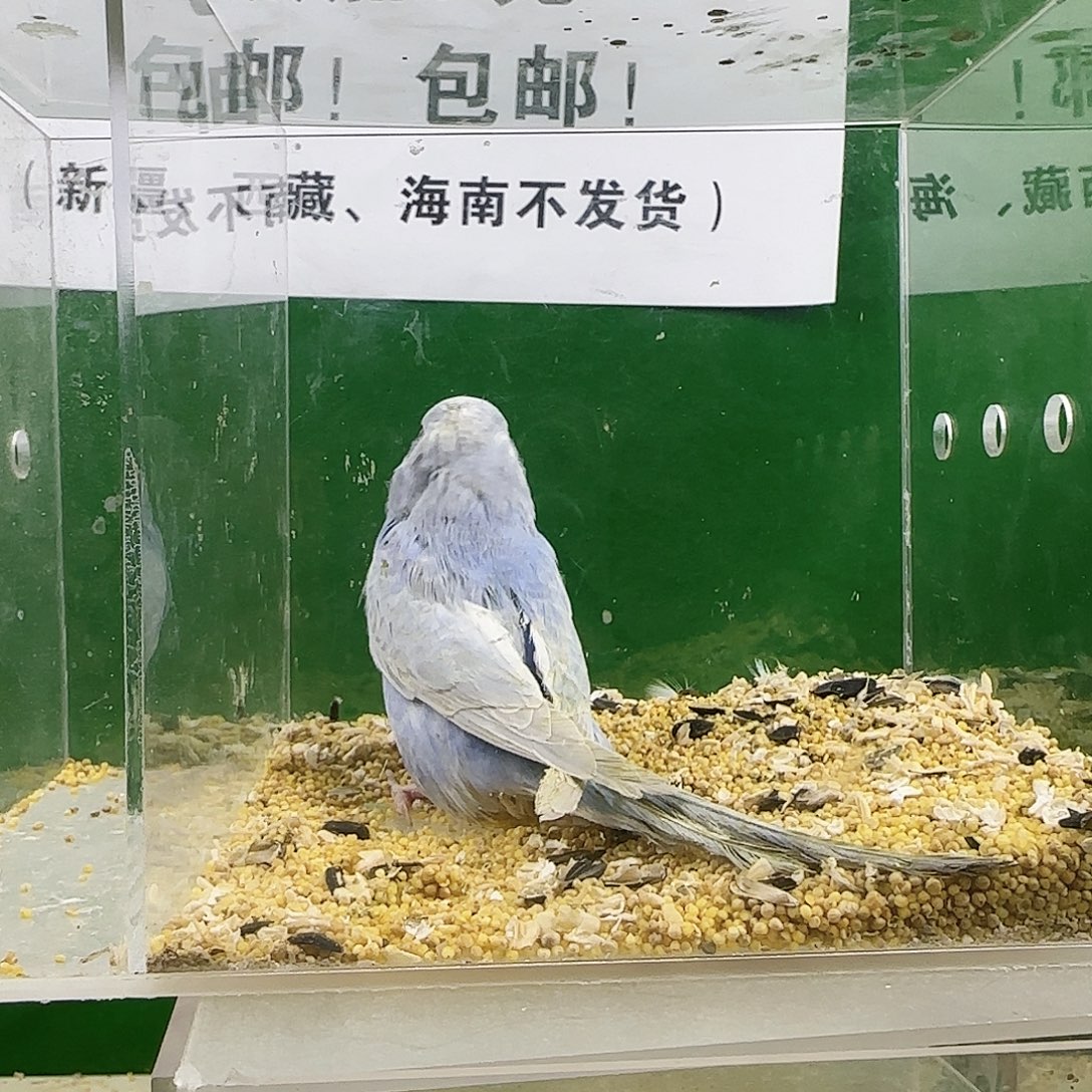 虎皮鹦鹉金彩金彩