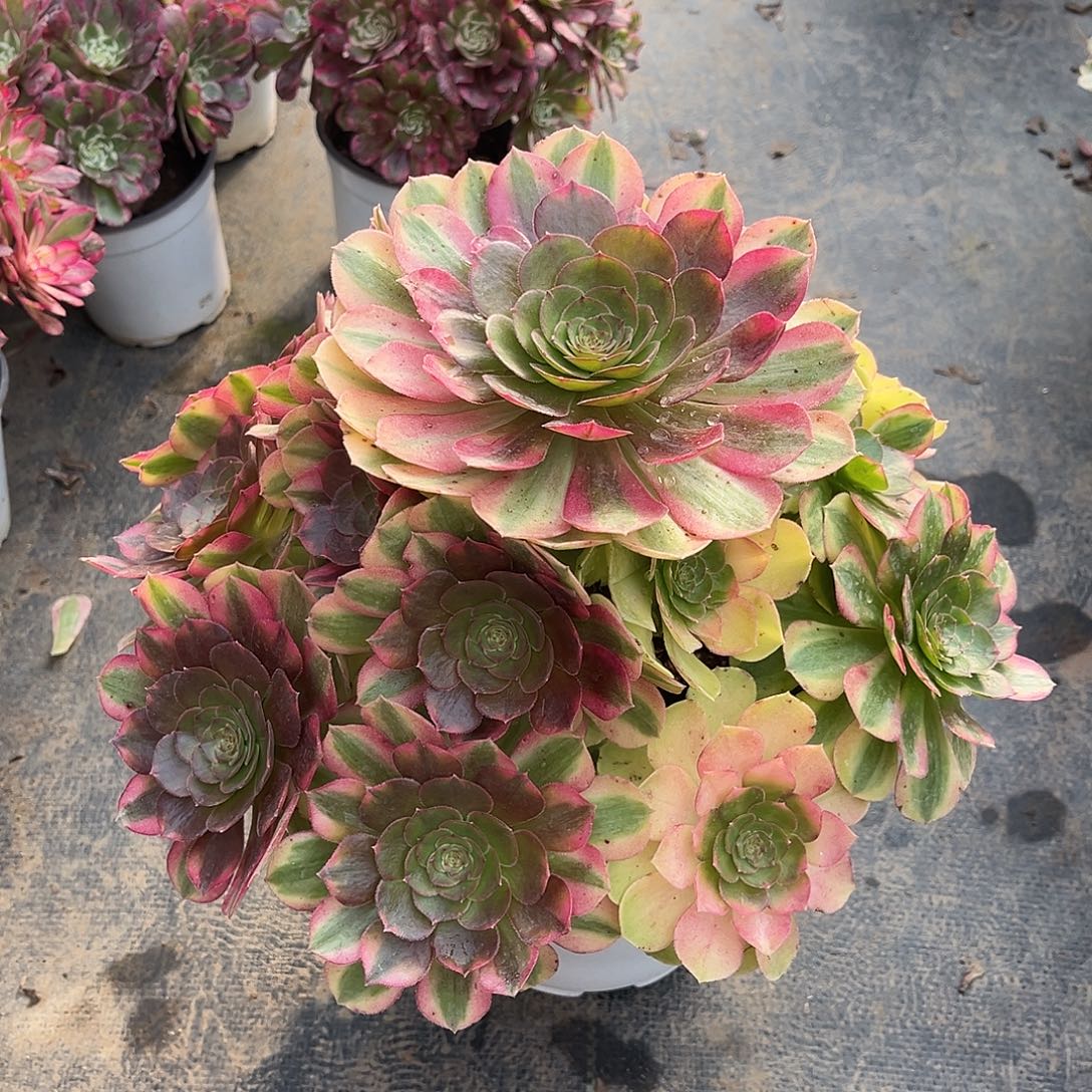 雨荷法师老桩漂亮