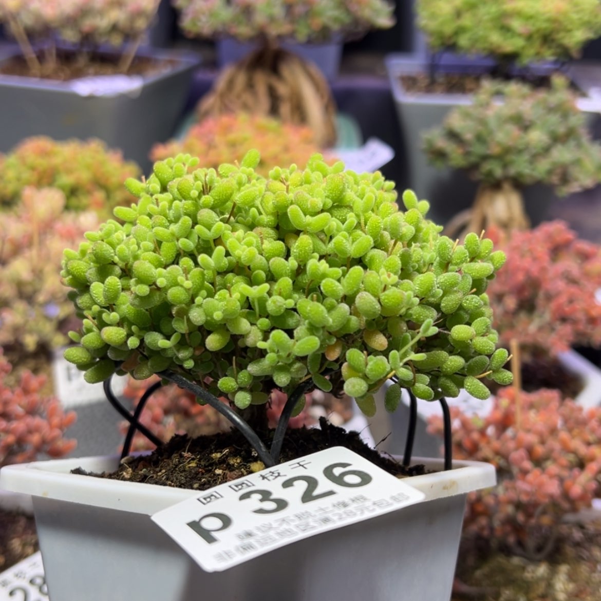 【闪购商品】p326蜜橘糖球冠幅9cm