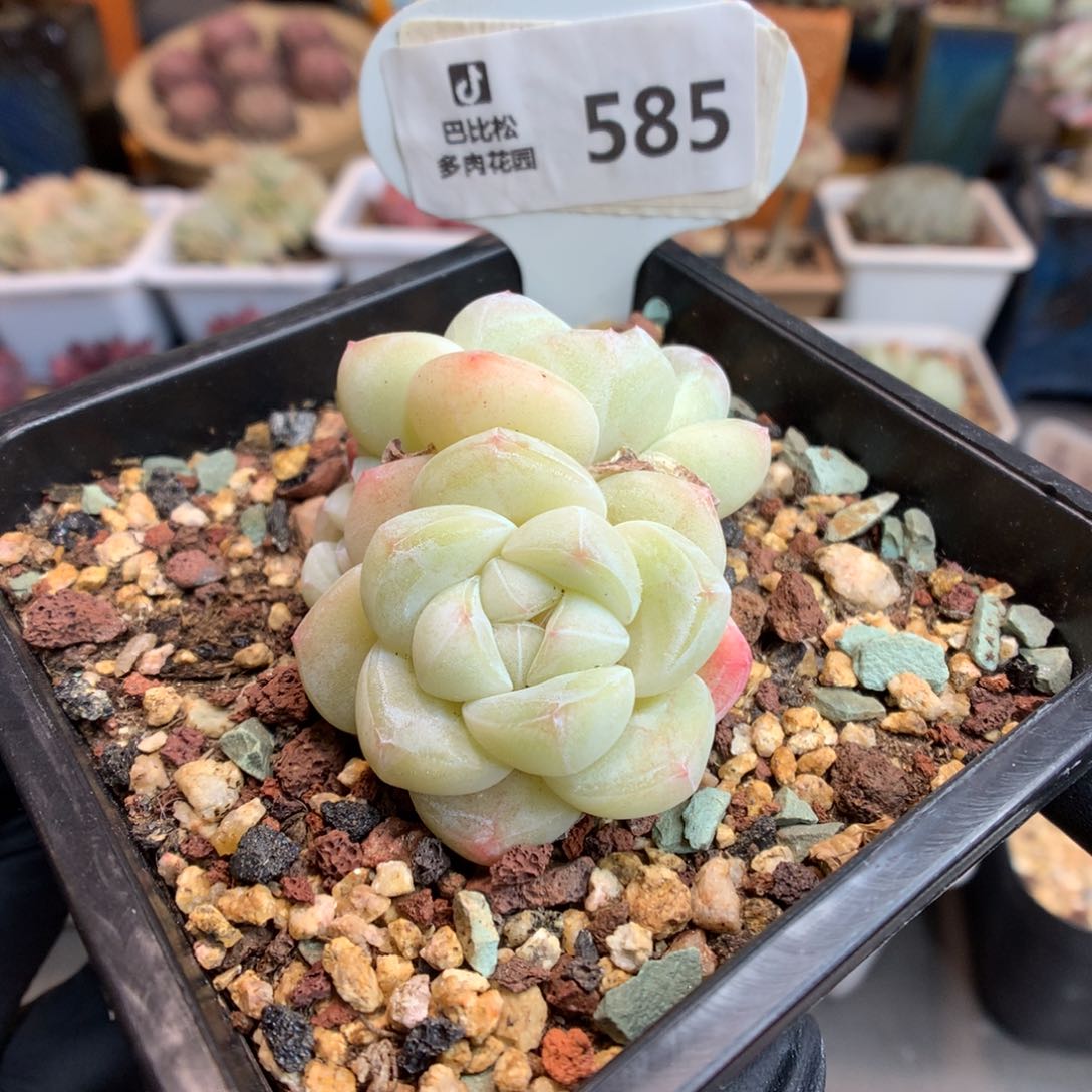 585 奶油白底冰玉