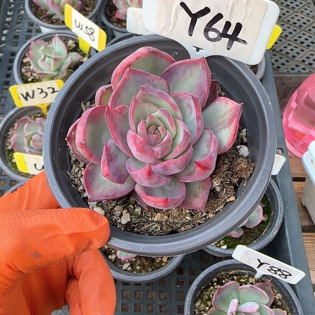 妄*Y64惊鸿单头多肉