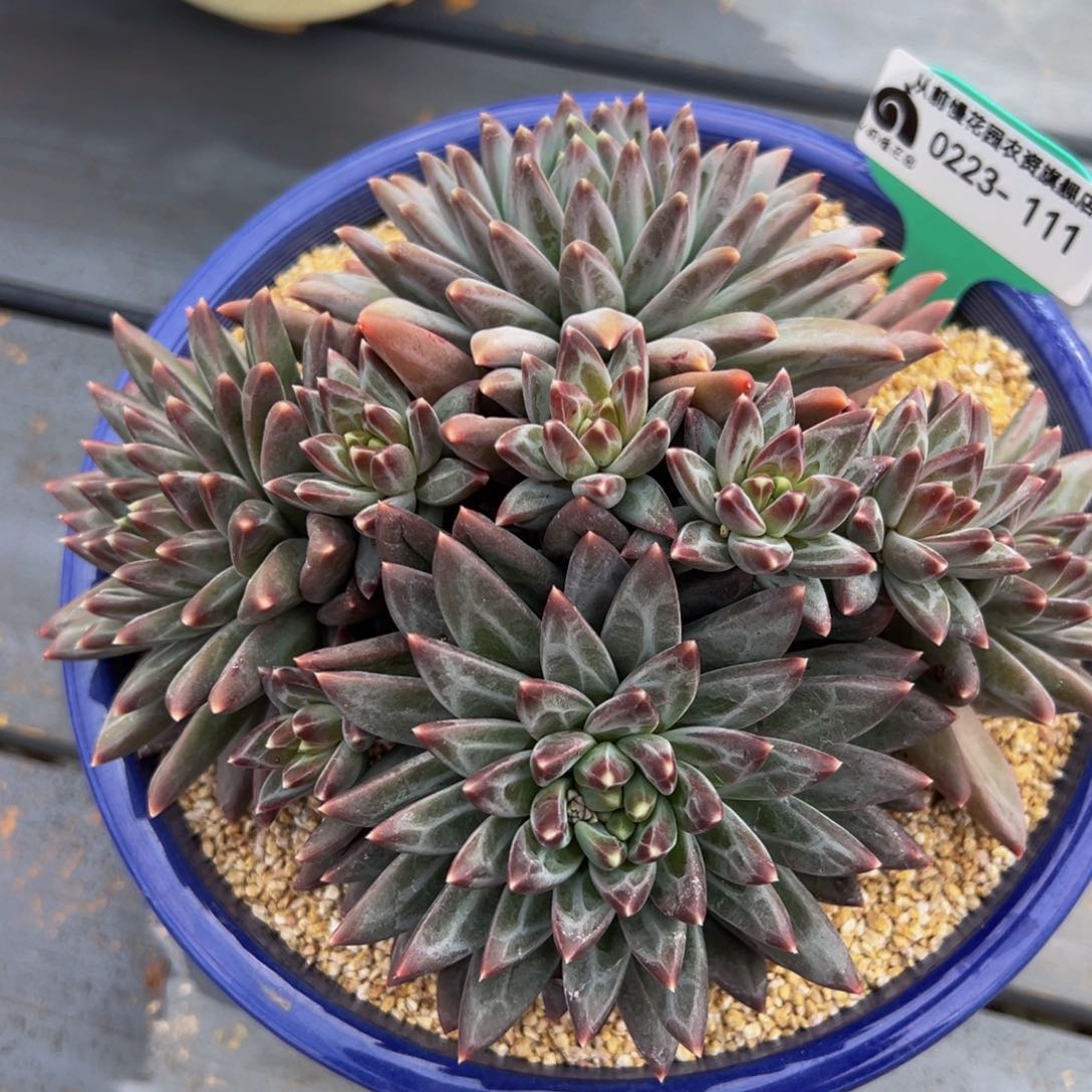 从前慢多肉精选编号0223.111