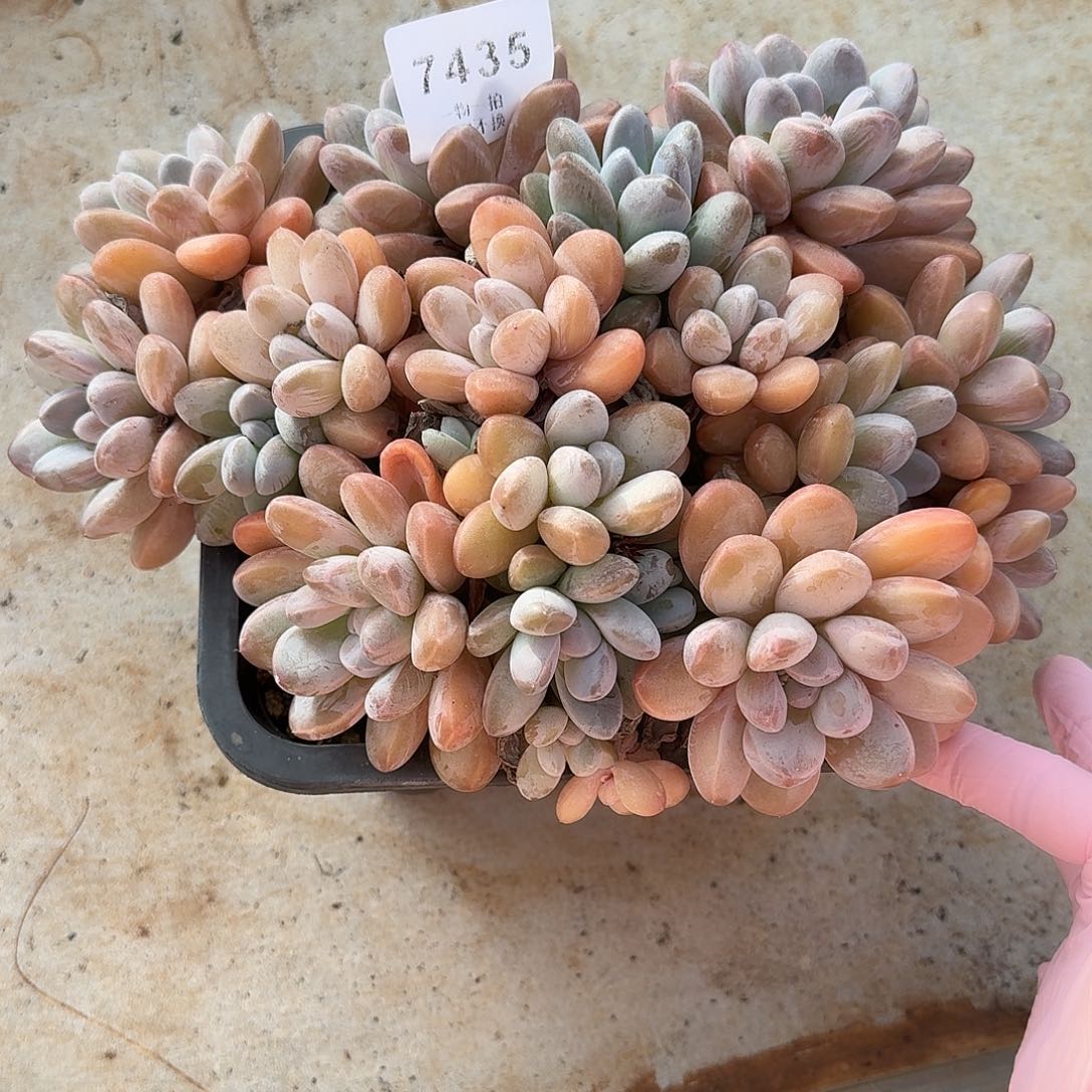 米***轨7435号香玉多肉群生