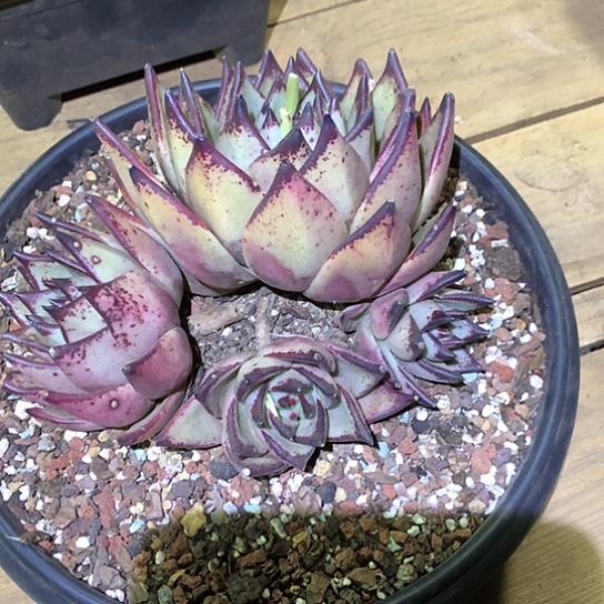 每周特价活动开始了