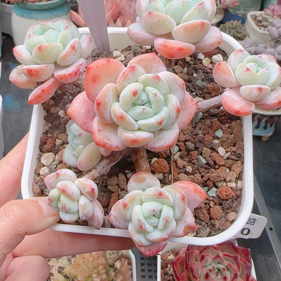 多肉植物6863……………..