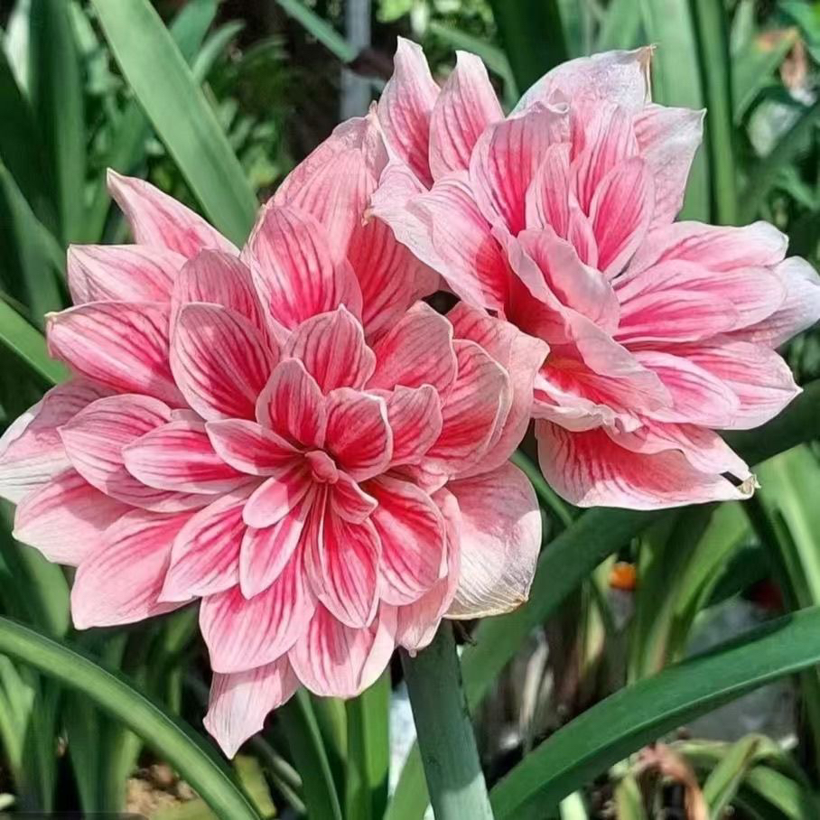 粉色奶油）朱顶红种球