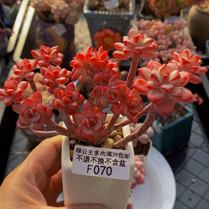 探戈缀10cm070多肉植物