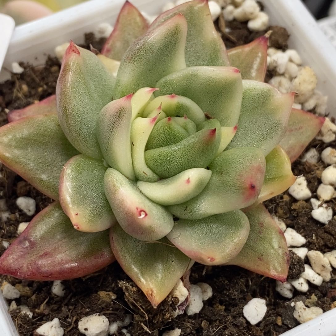 1043虎斑玛丽亚锦小方花圃一物一拍