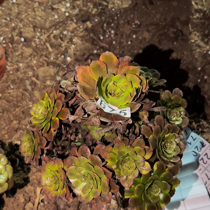 675火烧云多肉植物不售后