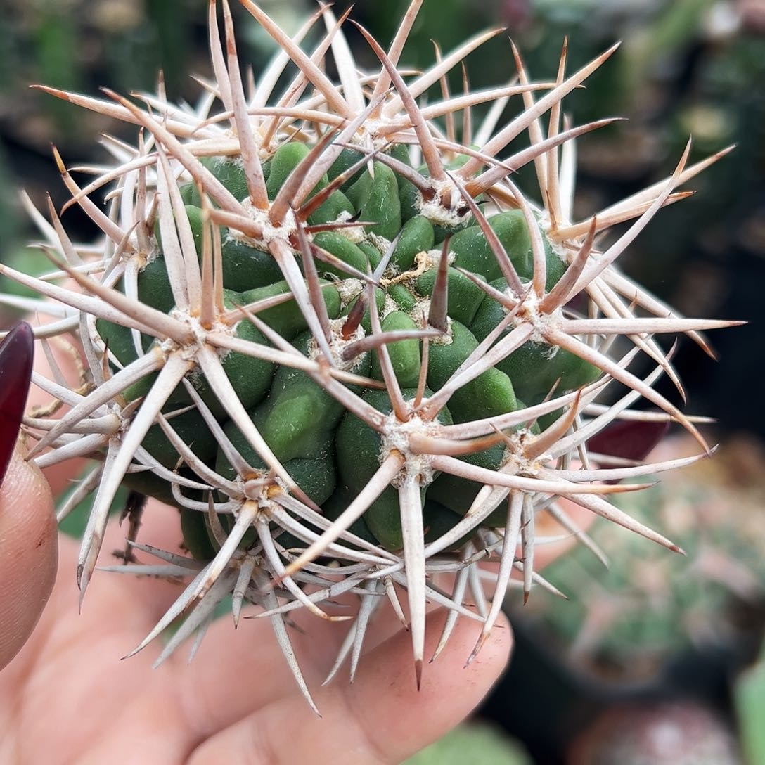 密刺碧岩仙人球1111111