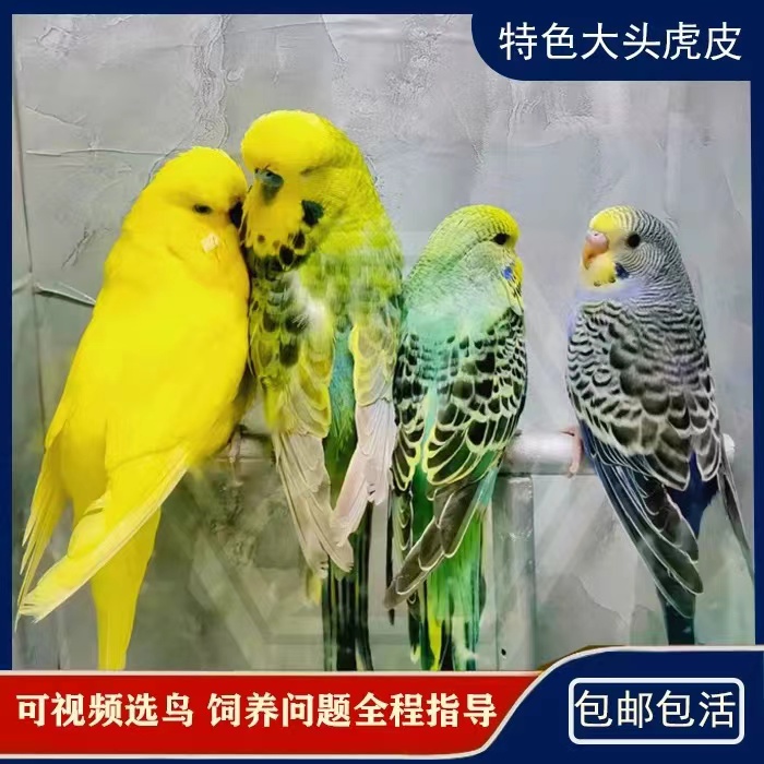 国血台血欧血混血大头虎皮鹦鹉亲人可上手 一物一拍