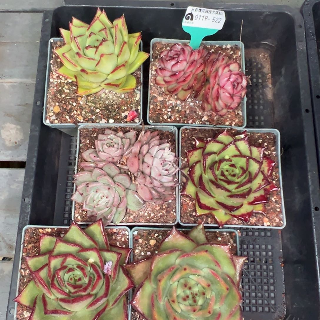 多肉精选编号0119.522