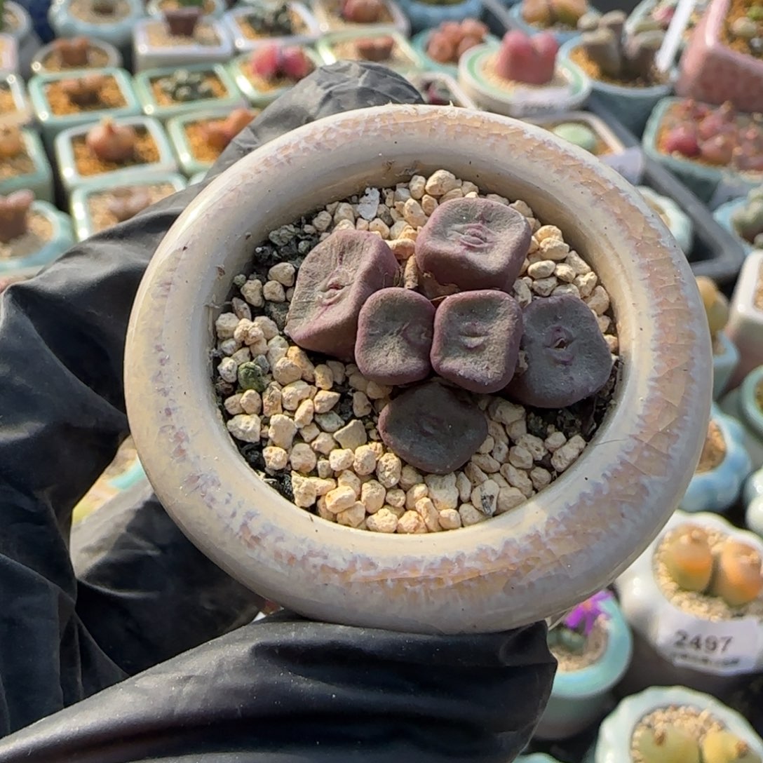 米***厨2731--一物一拍 带盆