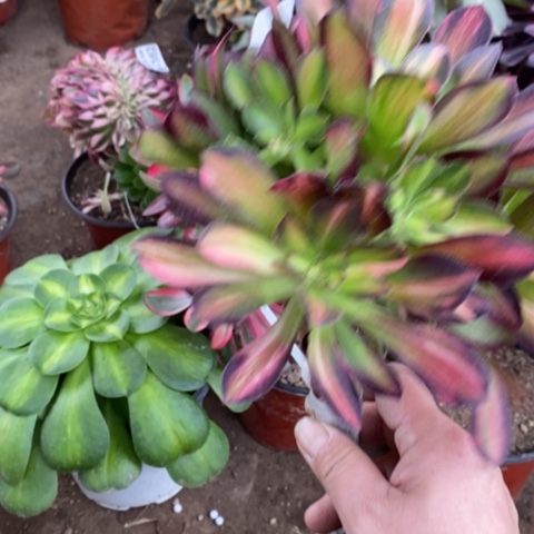 420嫁接流星雨砍过满25包邮多肉