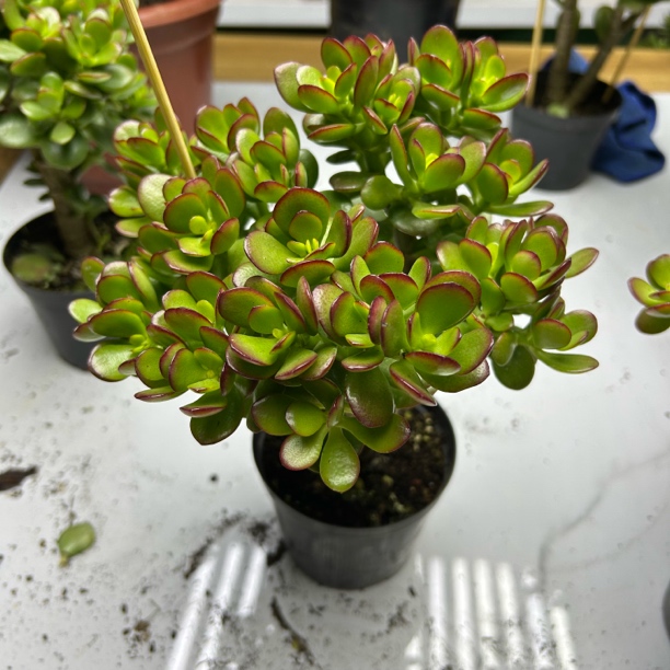 姬红花月黄金摇钱树老桩多肉植物盆栽室内办公桌面花卉