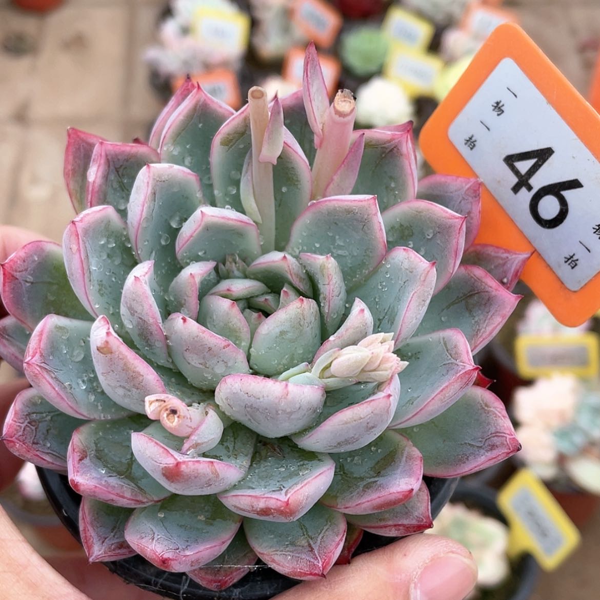 【闪购商品】46号的