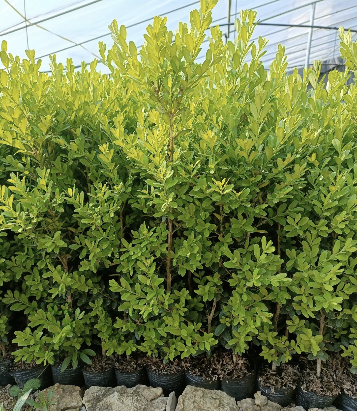 [瓜子黄杨20棵] 裸根苗 庭院花园绿篱四季常青超耐寒冬青黄杨苗