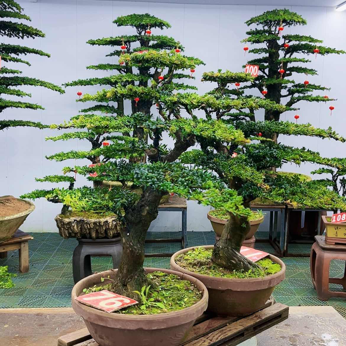 【闪购商品】罗汉松盆景艺术展等大型