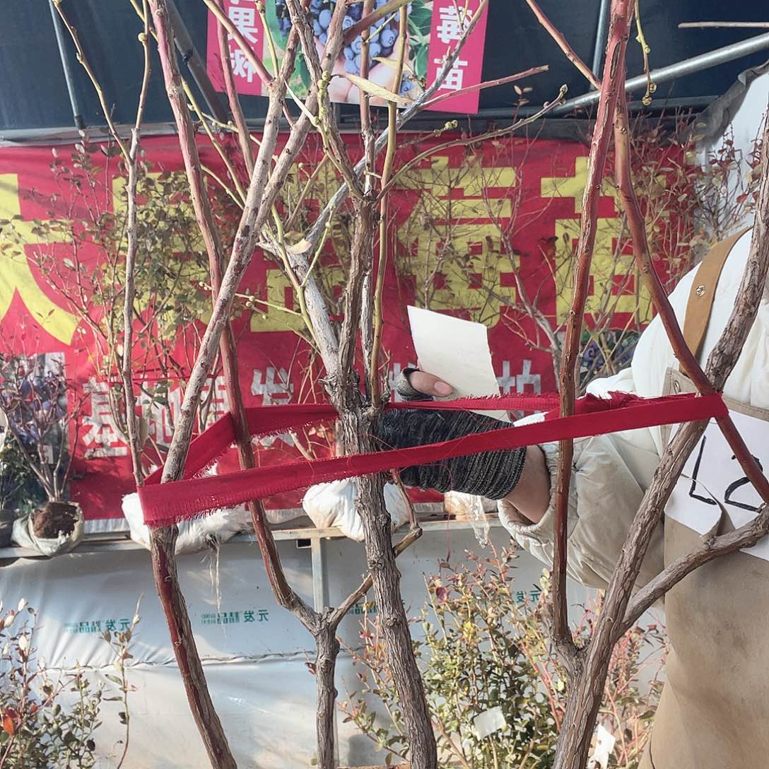 完全开放大果纯甜可口蓝莓