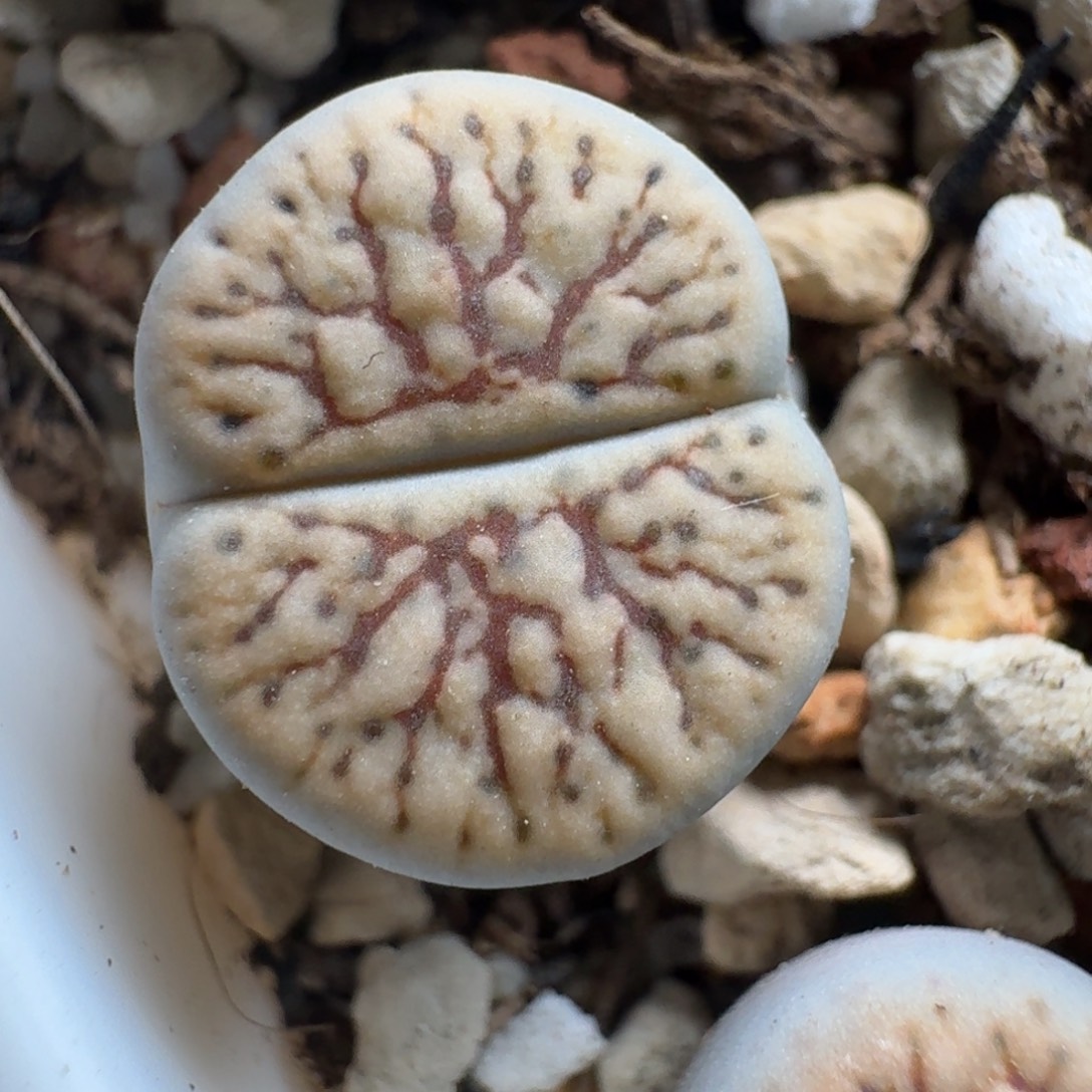 M***a1219-064线招福生石花花