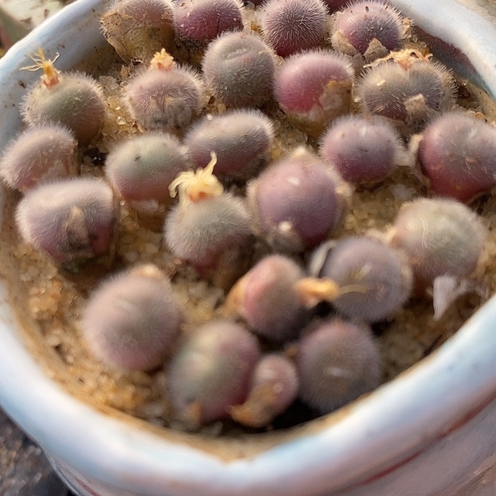 史蒂芬尼毛球一颗。    