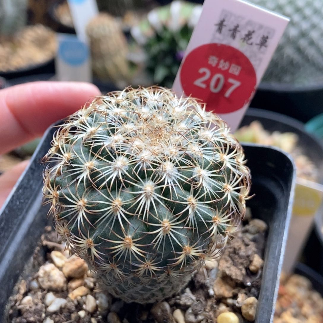 实生伊莎贝拉娇丽4.3cm