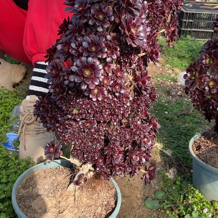 老**香124黑法师缀化老桩朵朵