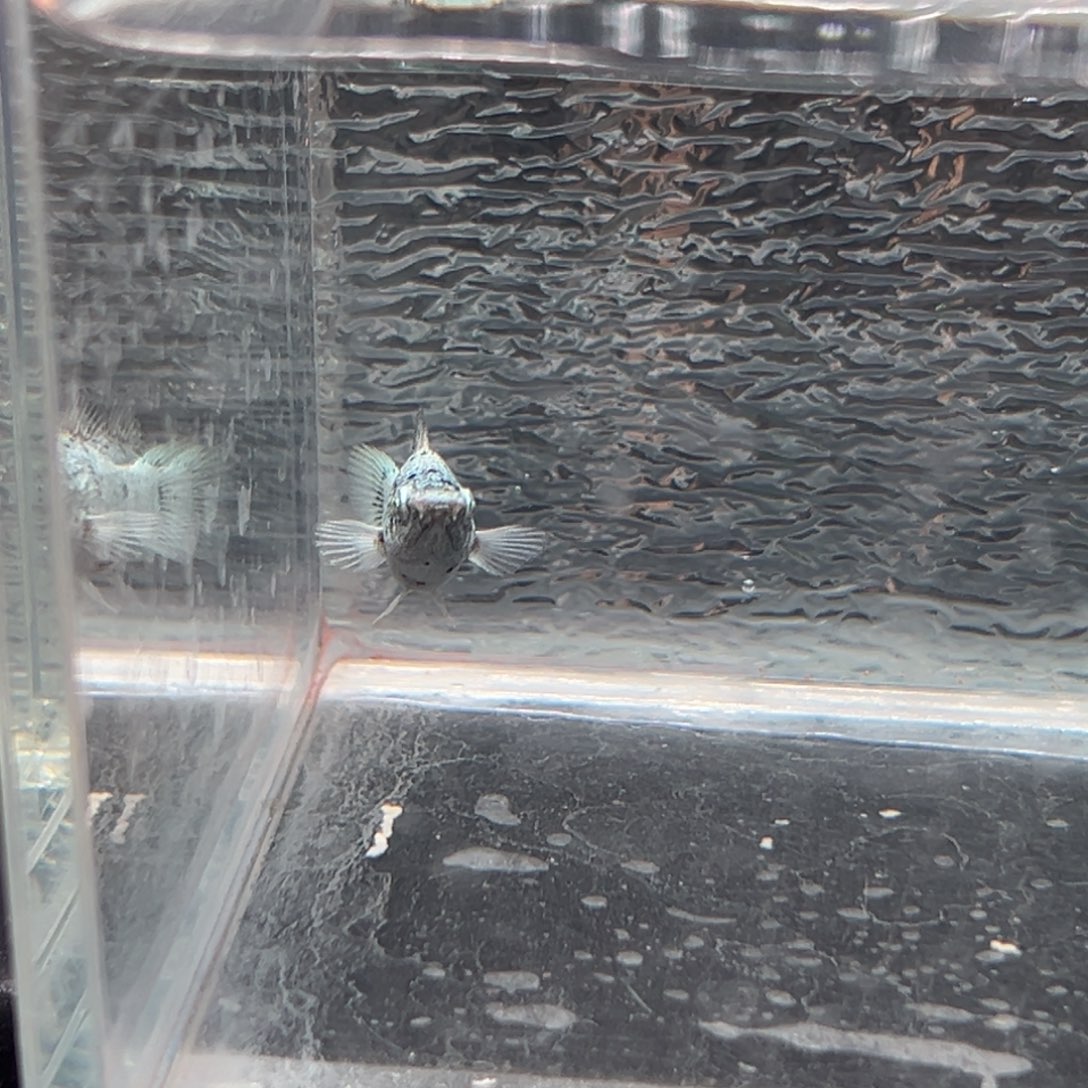 孔雀鱼玛丽鱼一条崽