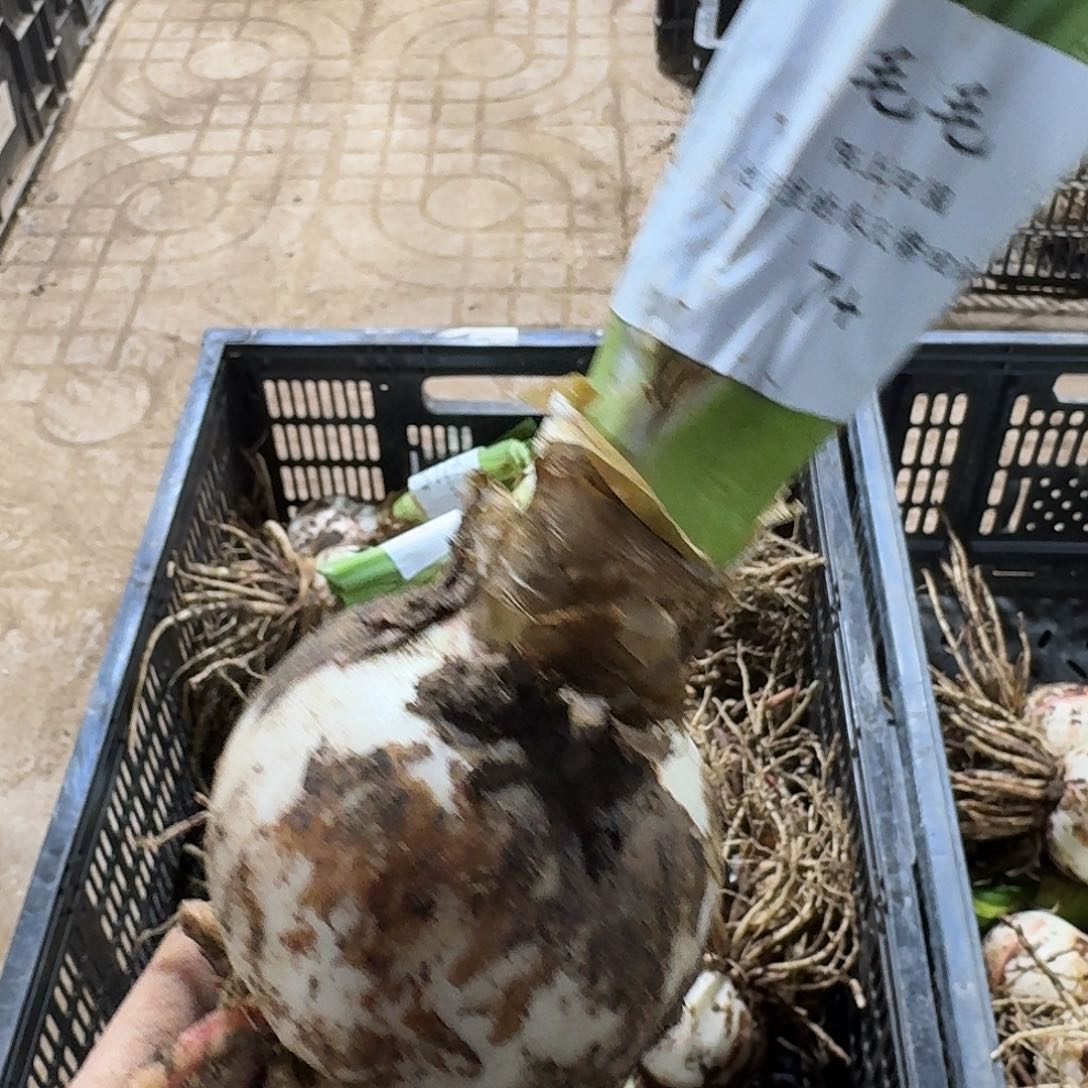 毛毛7+开花球双花箭