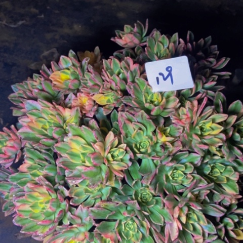 甜茶多肉植物129多肉