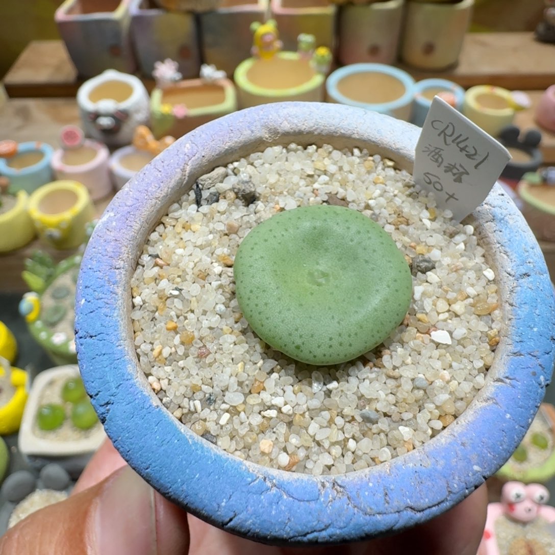 蘑菇1193酒杯肉锥多肉植物