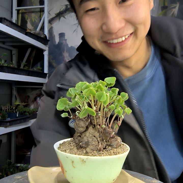 ?小盆景小植物一物一拍6