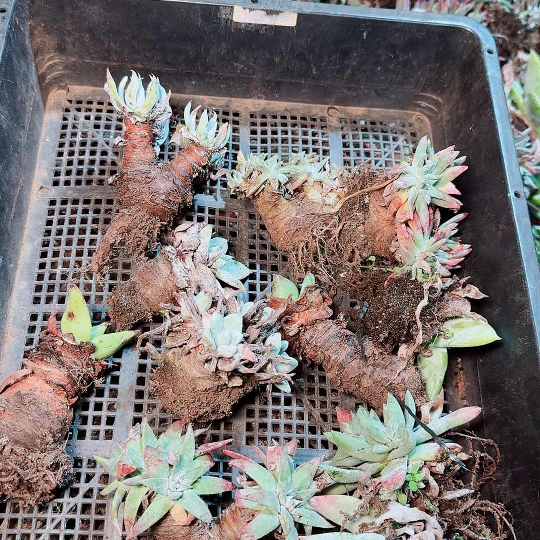 9177瑕疵框拍不售后
