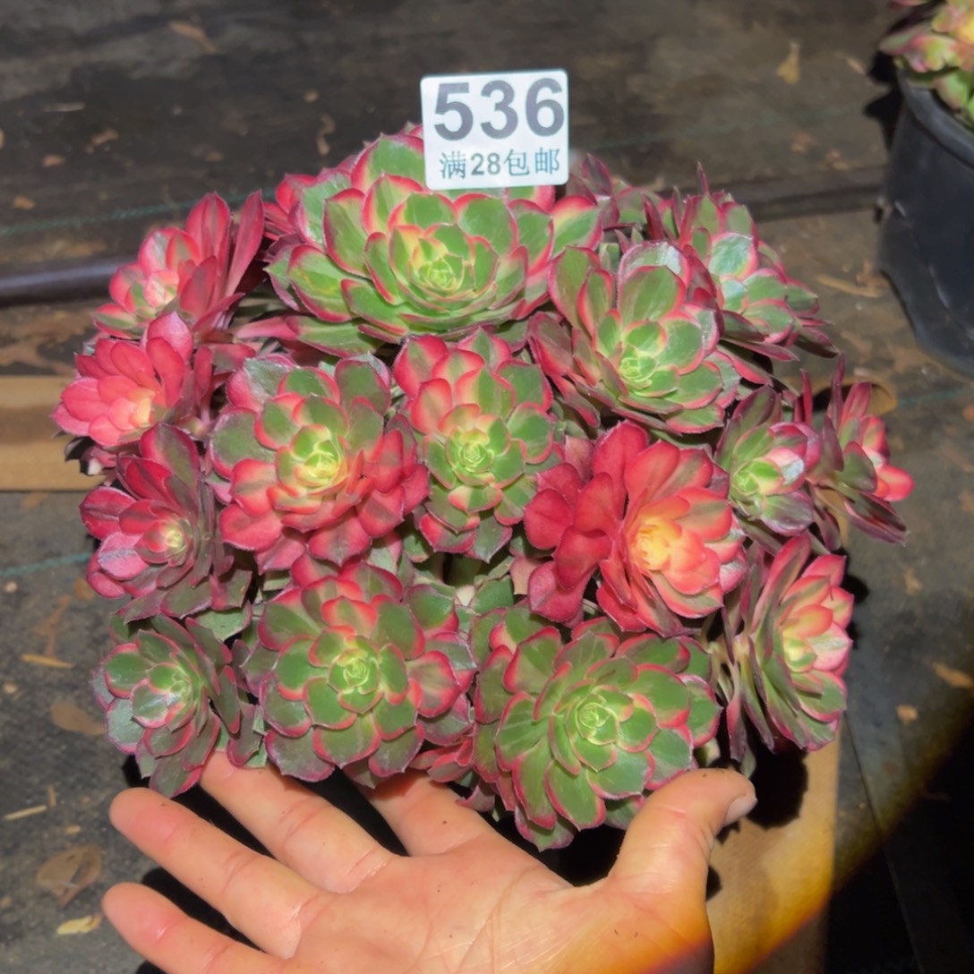 车***风多肉植物536黑膜锦